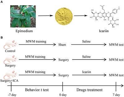 Icariin reduces cognitive dysfunction induced by surgical trauma in aged rats by inhibiting hippocampal neuroinflammation